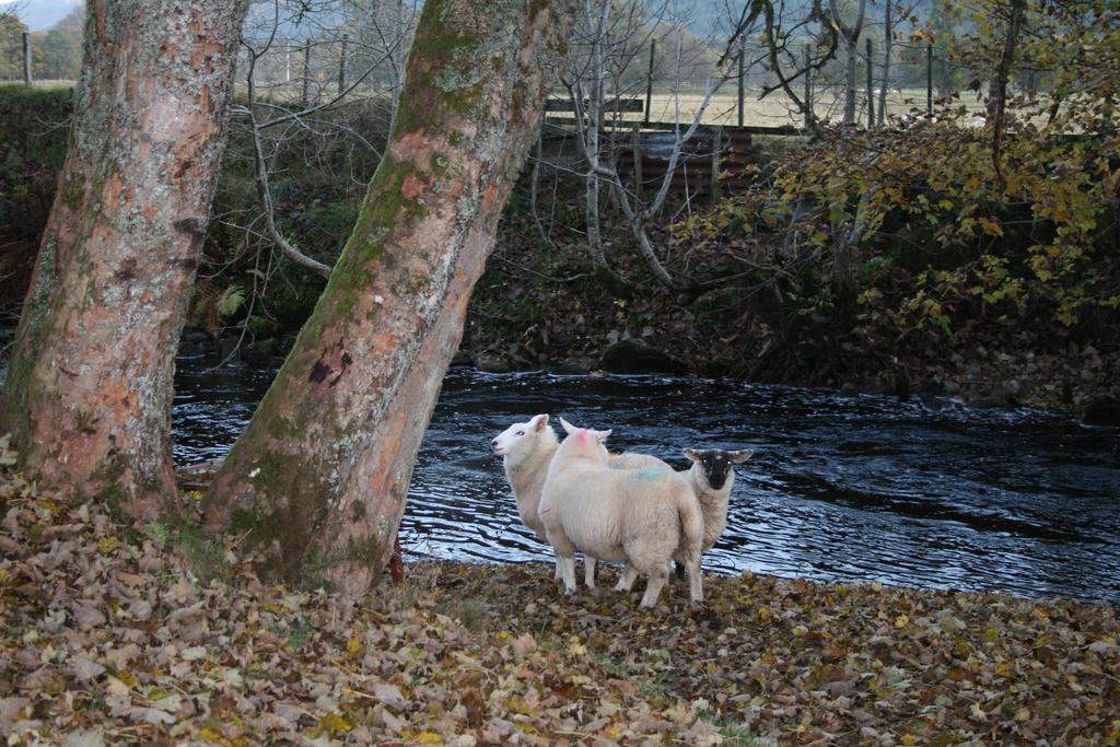 Bcc Lochness Hostel Pods Bearnock Kamer foto